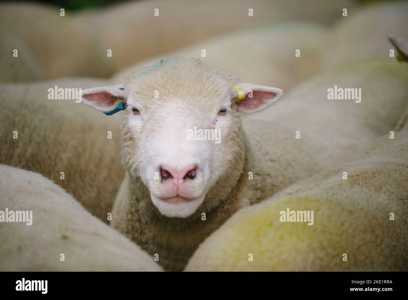 Poll Dorsets, ovejas del rebaño Chinnock Foto de stock