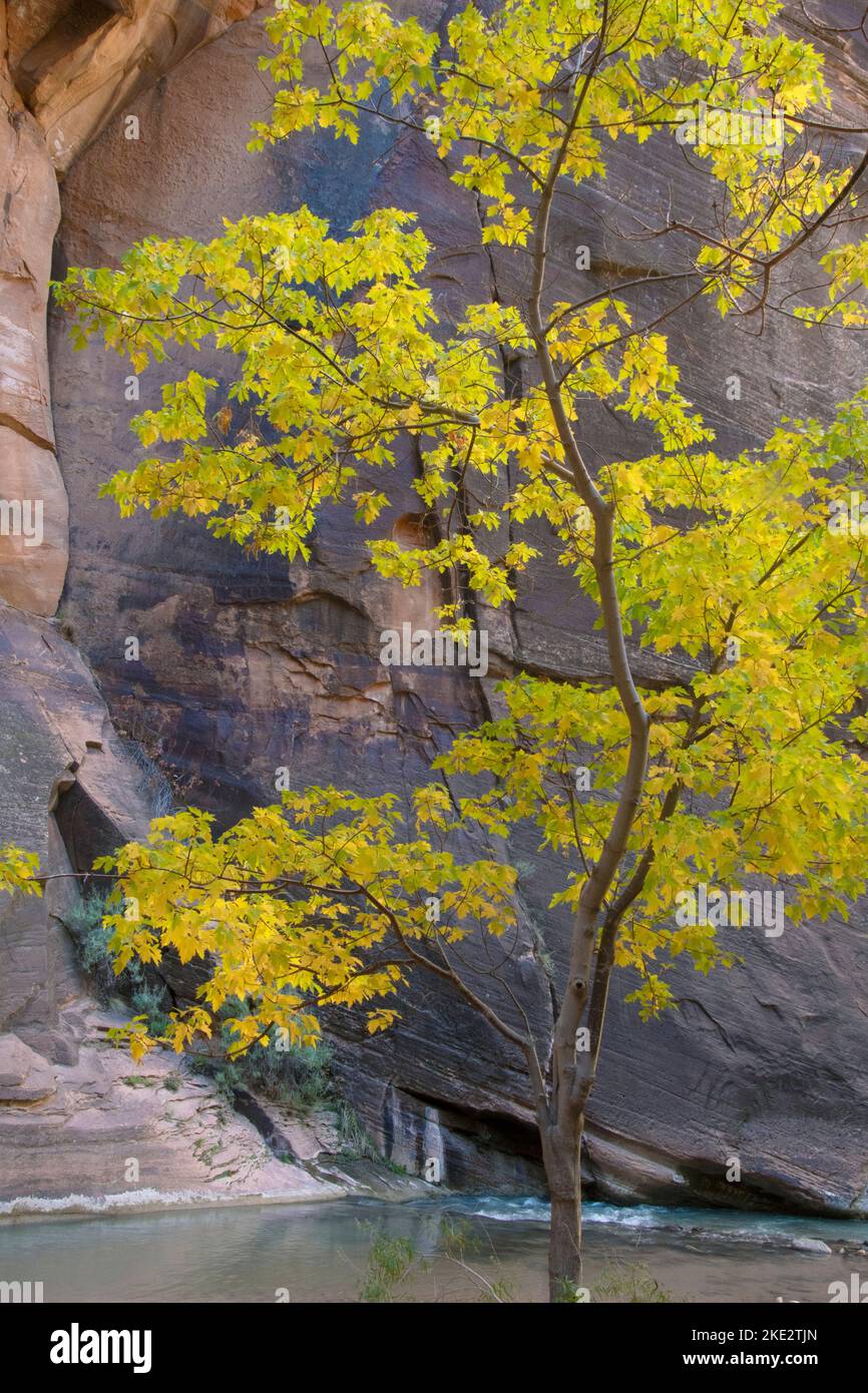 Árbol de arce de diente grande (Acer grandidentatum) cañón en Narrows of the Virgin River, Parque Nacional Zion, Utah Foto de stock