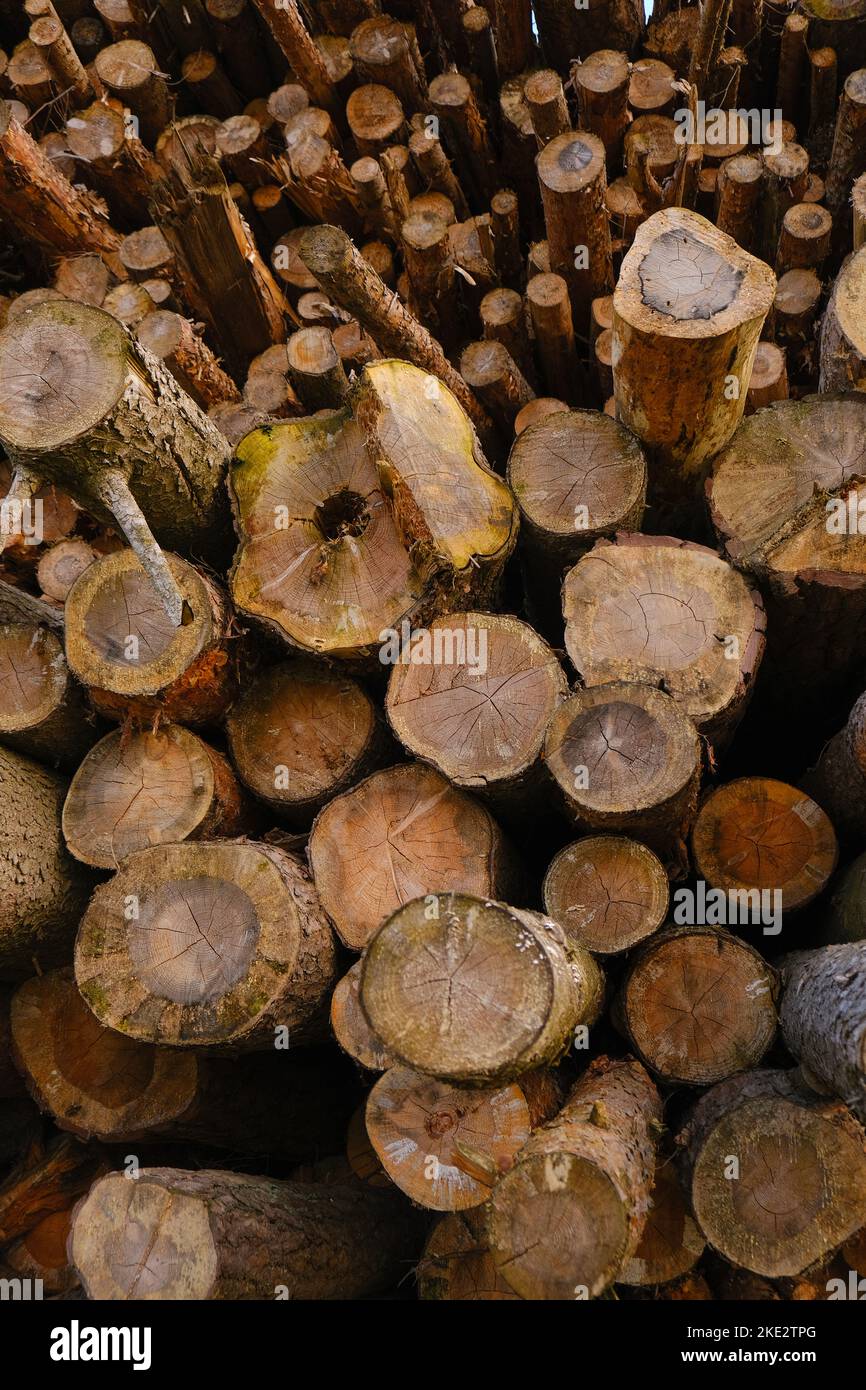 Temporada de calefacción. Combustible sólido. Troncos de Árbol para