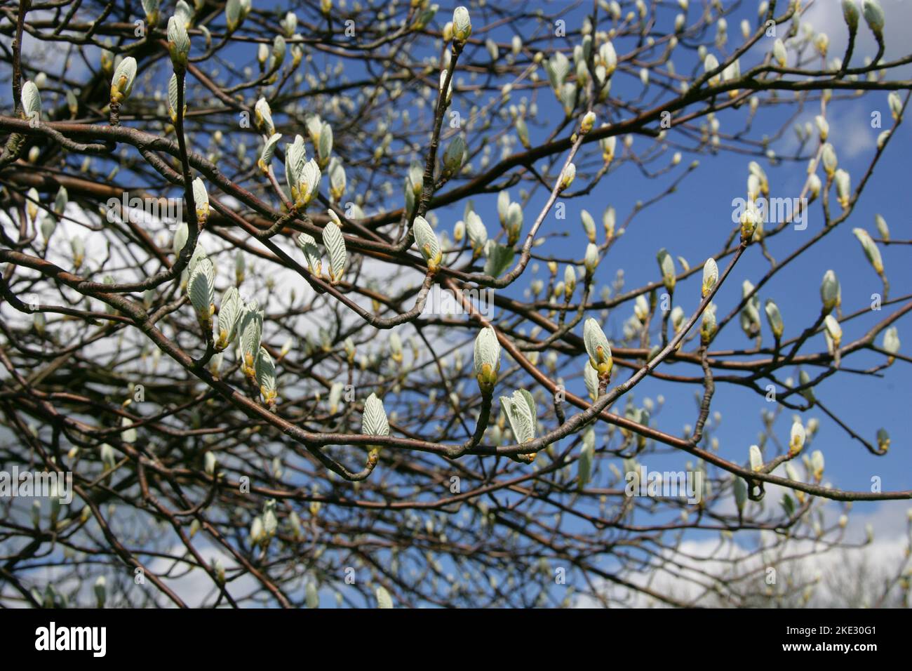 Whitebeam, Sorbus aria var typica, Rosaceae, Chilterns en primavera (abril), Hertfordshire, UK Foto de stock