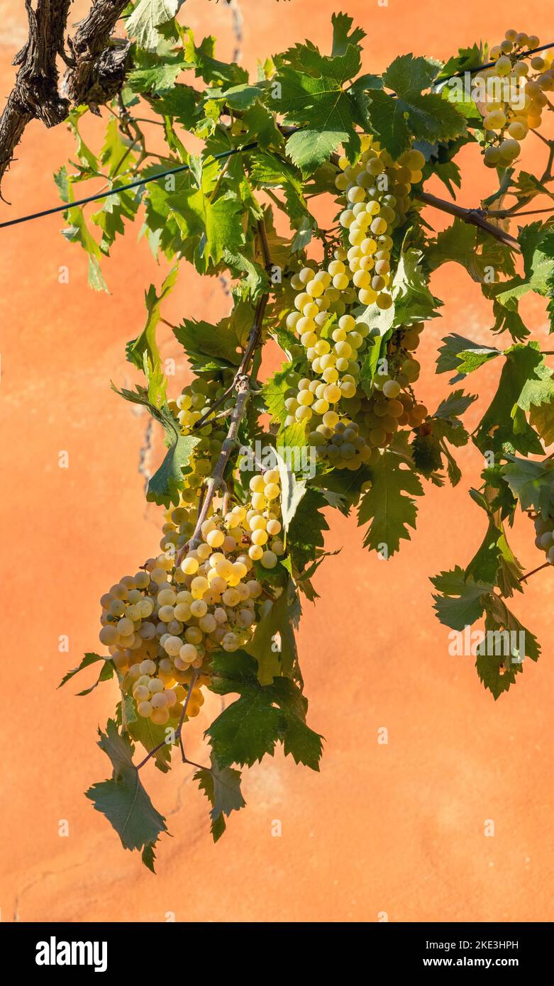 Vid con hojas verdes y racimos de uvas blancas colgando sobre la pared naranja brillante en un día soleado Foto de stock