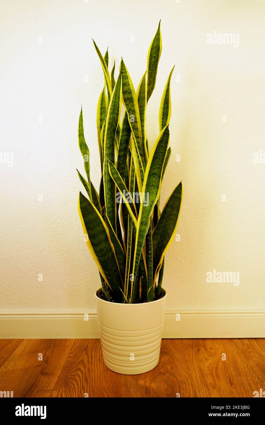 Selecciones de plantas de interior en Macetas decorativas Fotografía de  stock - Alamy