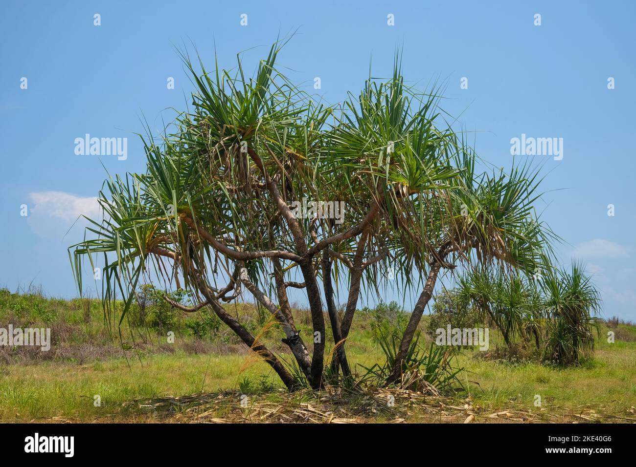Pandanus spiralis en el Territorio del Norte de Australia Foto de stock