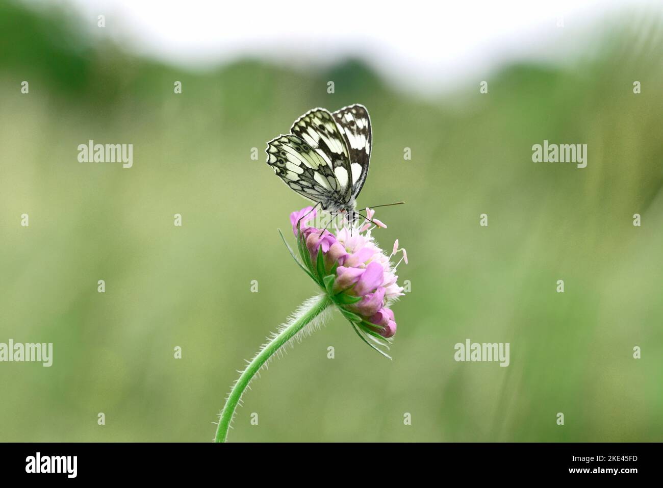 Mármol Mariposa blanca sobre la Scabiosa Nectering sobre una planta Scabiosa. Foto de stock