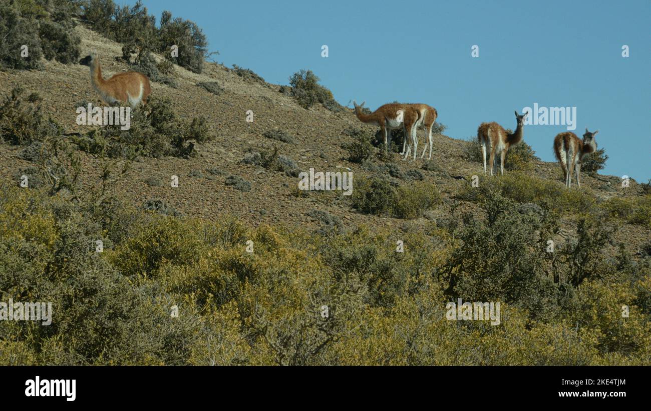 El guanaco es un camélido muy extendido en Sudamérica, incluyendo