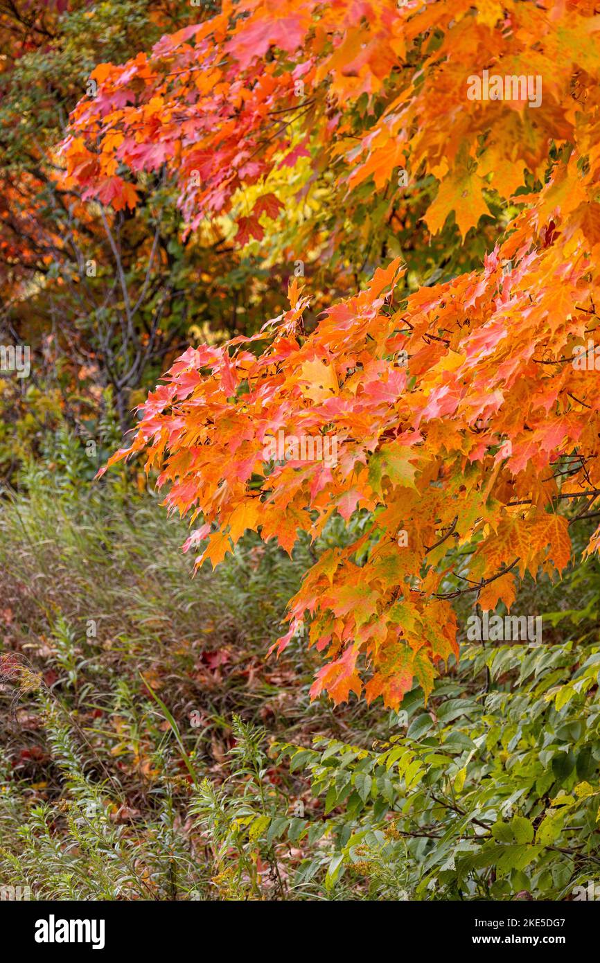 Arce Azúcar (Acer saccharum), Las hojas del árbol en otoño Colores de naranja y rojo que crecen en Ontario, Canadá Foto de stock