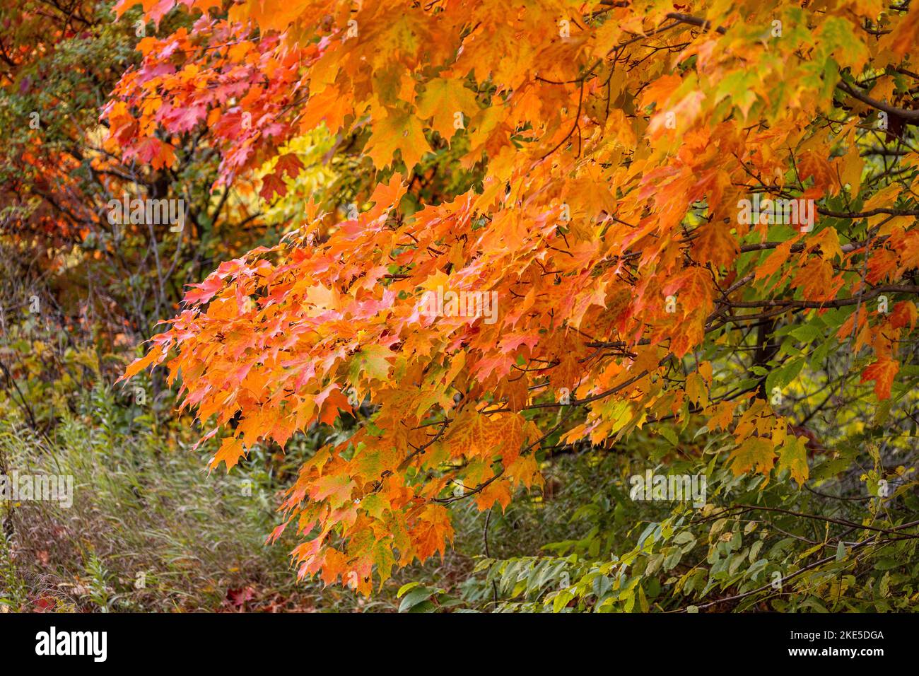 Arce Azúcar (Acer saccharum), Las hojas del árbol en otoño Colores de naranja y rojo que crecen en Ontario, Canadá Foto de stock
