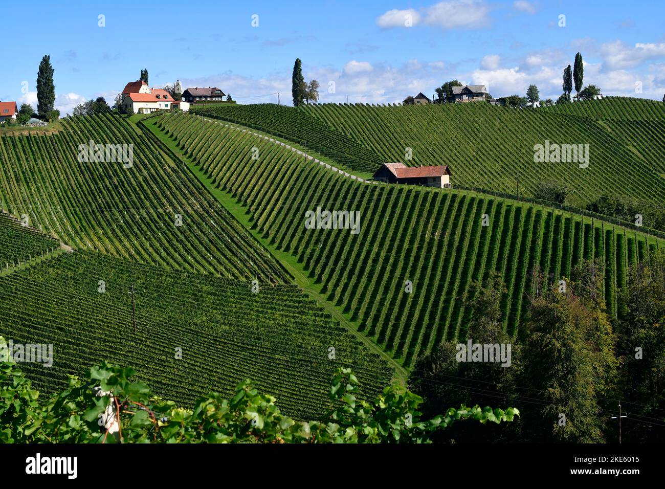 Austria, viñedos en las laderas escarpadas del valle de Sulm situado en la ruta vinícola de Estiria cerca de la frontera con Eslovenia, el paisaje montañoso también es k Foto de stock