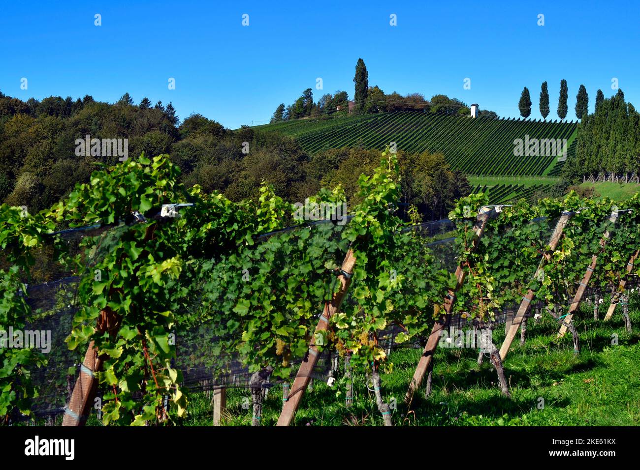 Austria, viñedos en las laderas escarpadas del valle de Sulm situado en la ruta del vino de Estiria, el paisaje montañoso también se conoce como la Toscana de Austr Foto de stock