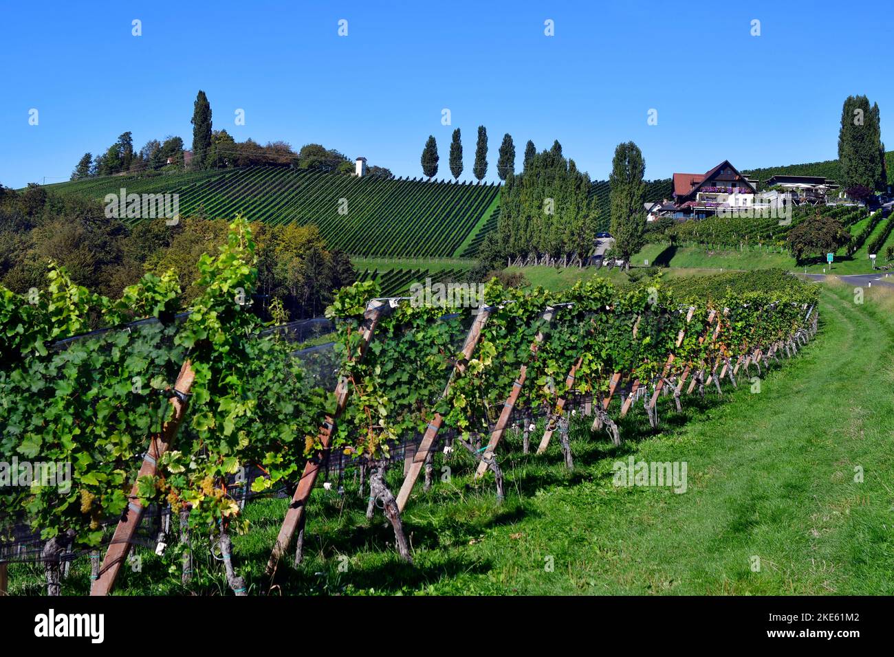 Austria, viñedos en las laderas escarpadas del valle de Sulm situado en la ruta del vino de Estiria, el paisaje montañoso también se conoce como la Toscana de Austr Foto de stock