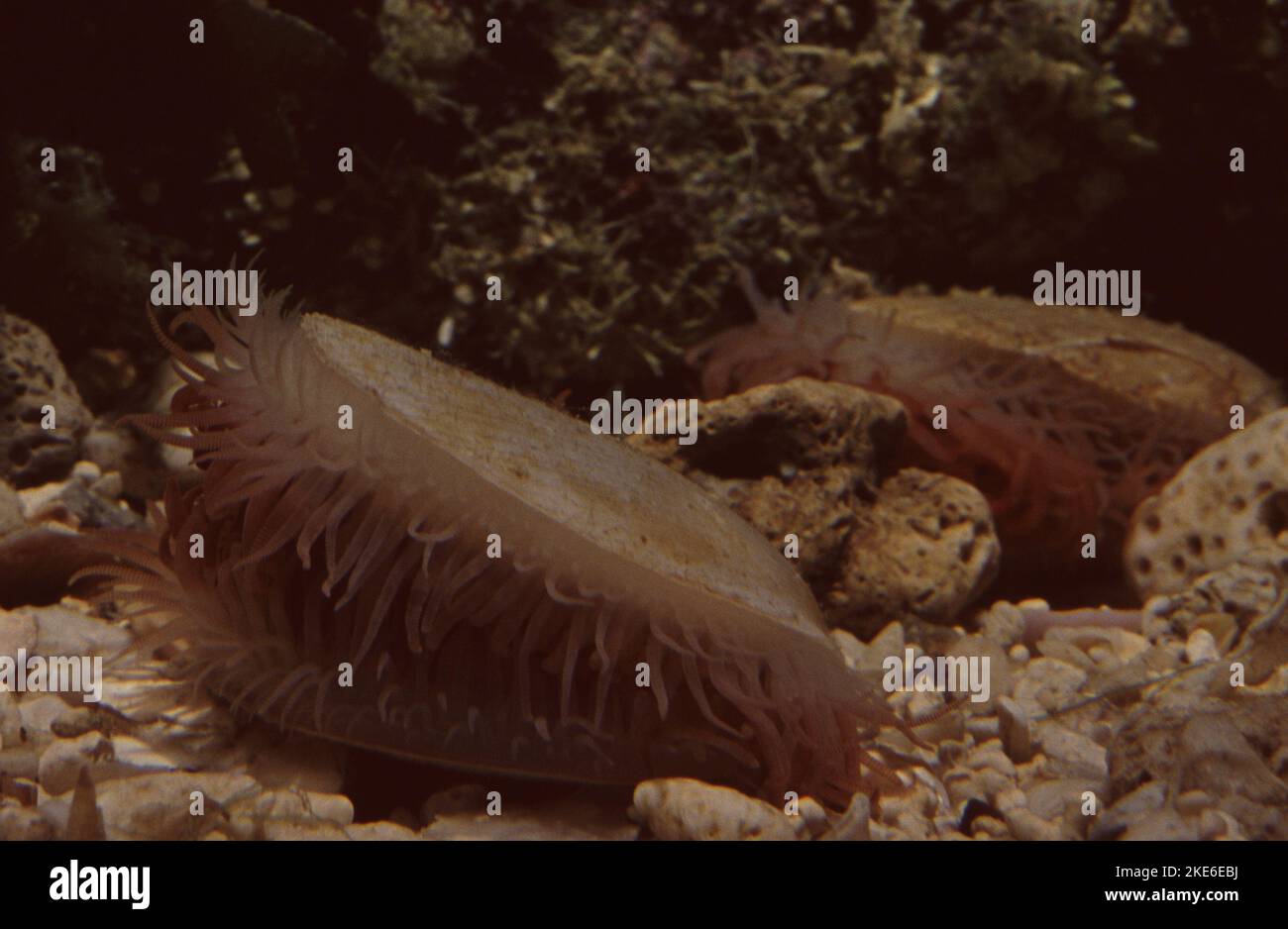 Limaria orientalis es un molusco bivalvo de la familia Limidae Foto de stock