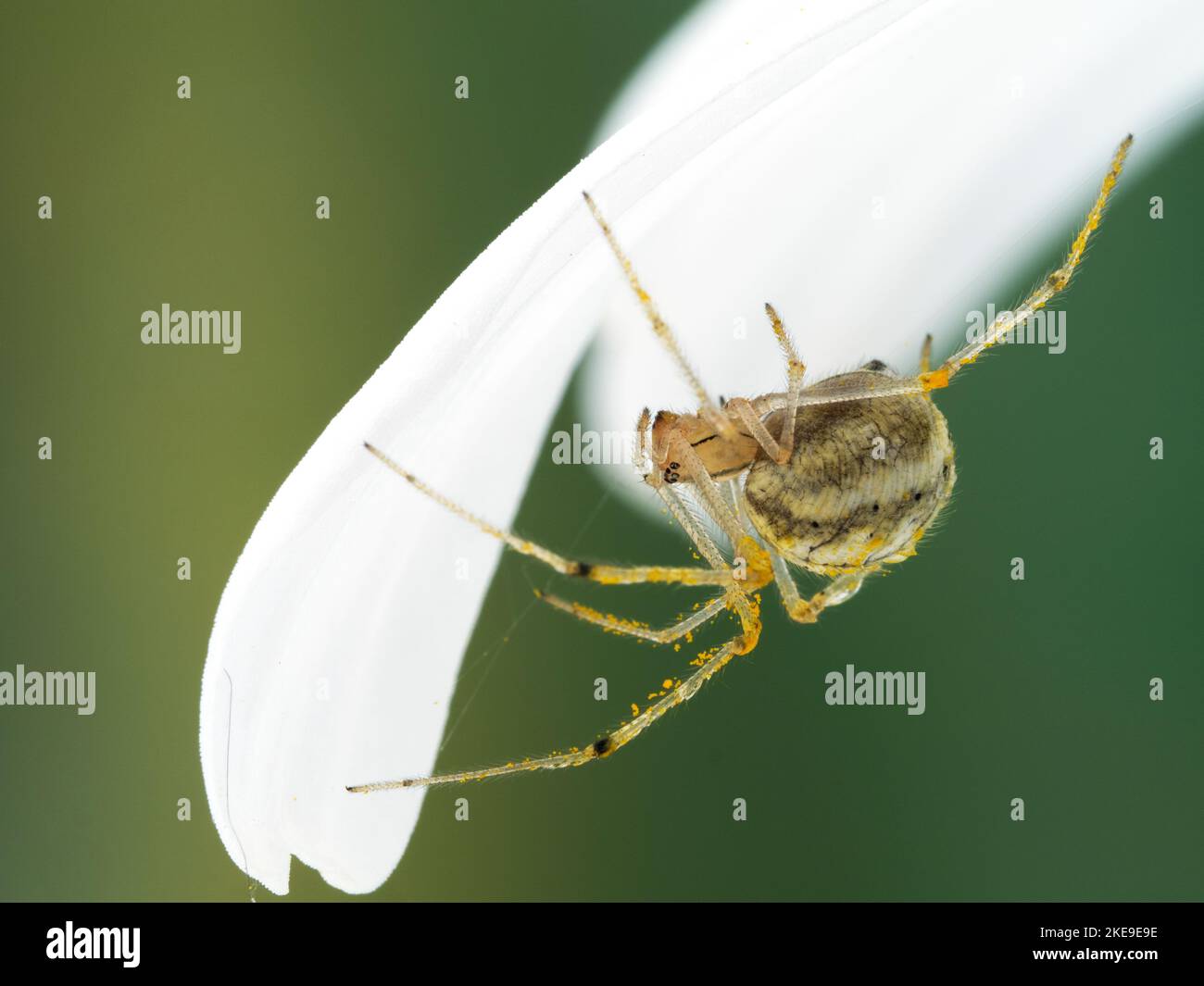 Araña común a rayas de caramelo (Enoplognatha ovata) acechando debajo del pétalo de una flor de margarita blanca. Esta es una especie europea que ha sido intro Foto de stock