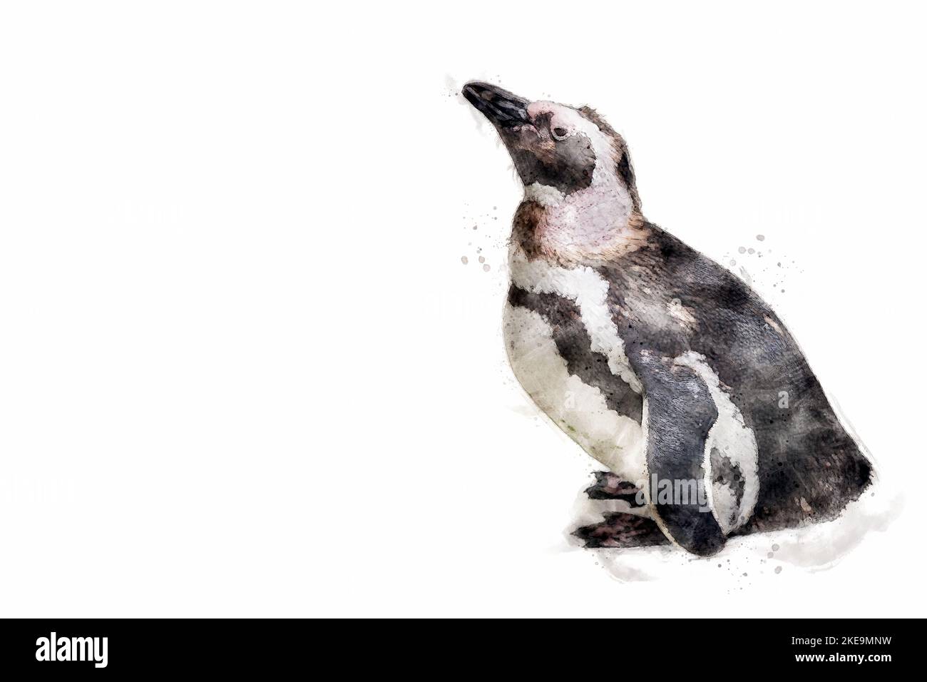 Pingüino magallánico. Pingüino aislado sobre fondo blanco con espacio de copia, añade tu propio texto. Aquarelle, ilustración de acuarela. Foto de stock