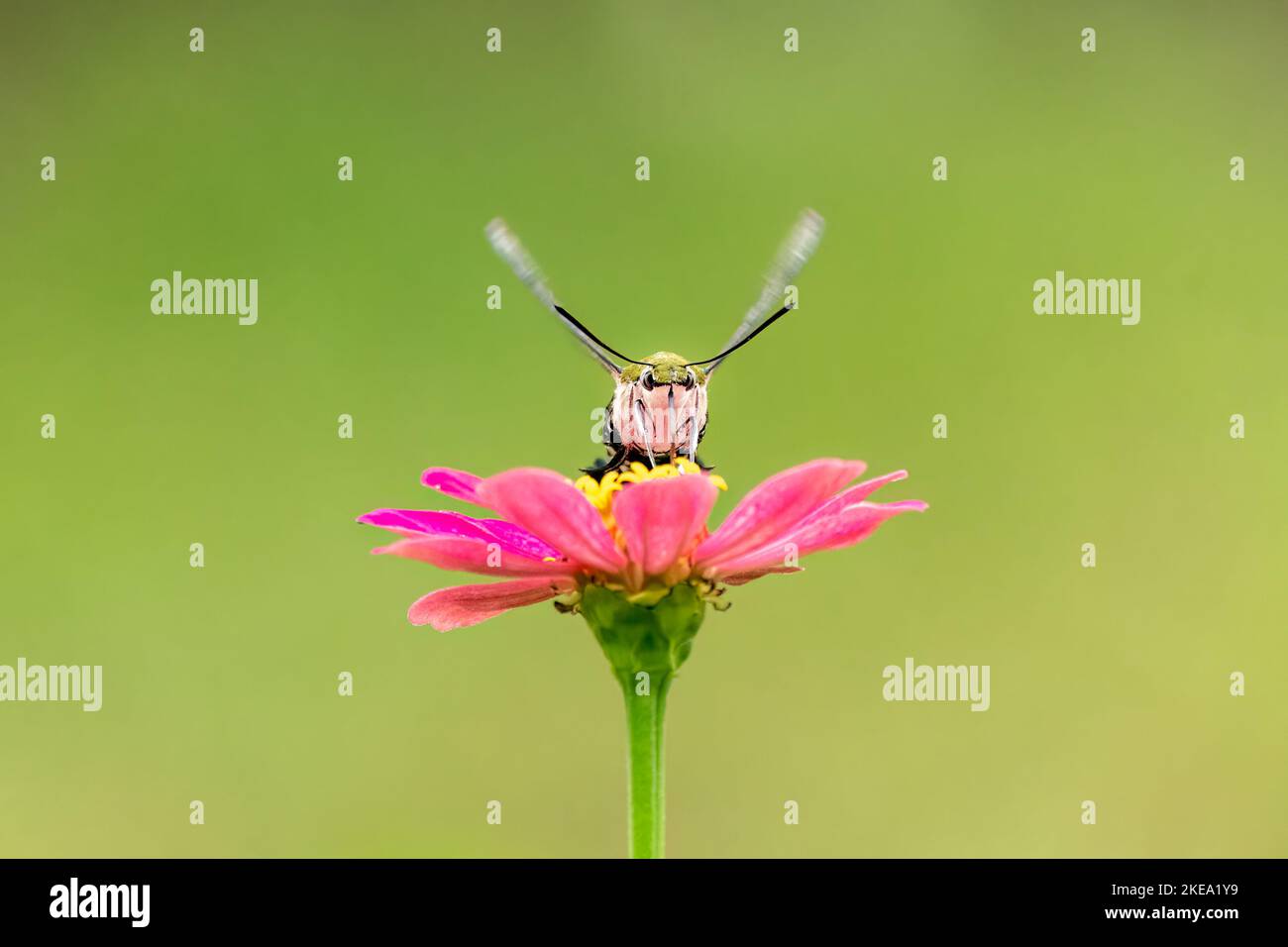 Primer plano de una hermosa mariposa (Pellucid Hawk Moth) sentado una licencia / flor durante la primavera en un día soleado Foto de stock