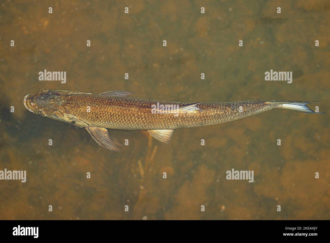asp (Aspius aspius, Leucisco aspius), caza cerca de la superficie del agua, vista dorsal, Alemania, Baviera Foto de stock