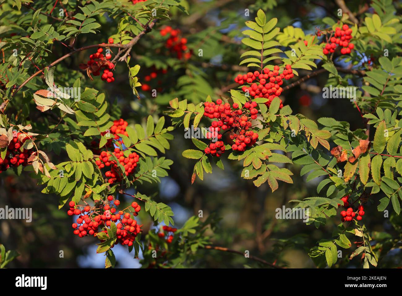 Fresno de montaña europeo, árbol de rowan (Sorbus aucuparia), bayas rojas y hojas, Países Bajos, Overijssel, Parque Nacional Weerribben-Wieden Foto de stock
