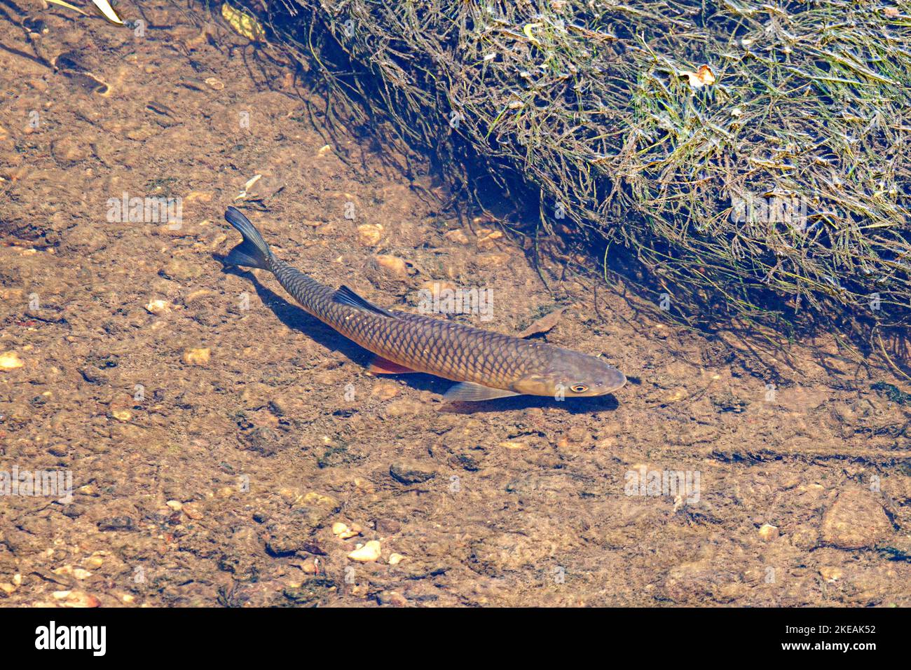 Chub (Leucisco cephalus), caza de peces pequeños en aguas poco profundas, Alemania, Baviera, Naab Foto de stock