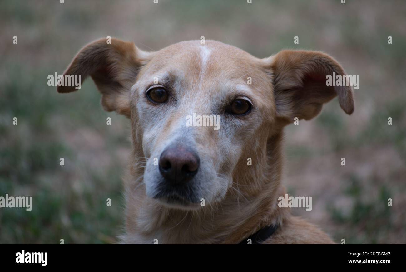 Retrato de perro callejero fotografías e imágenes de alta resolución - Alamy