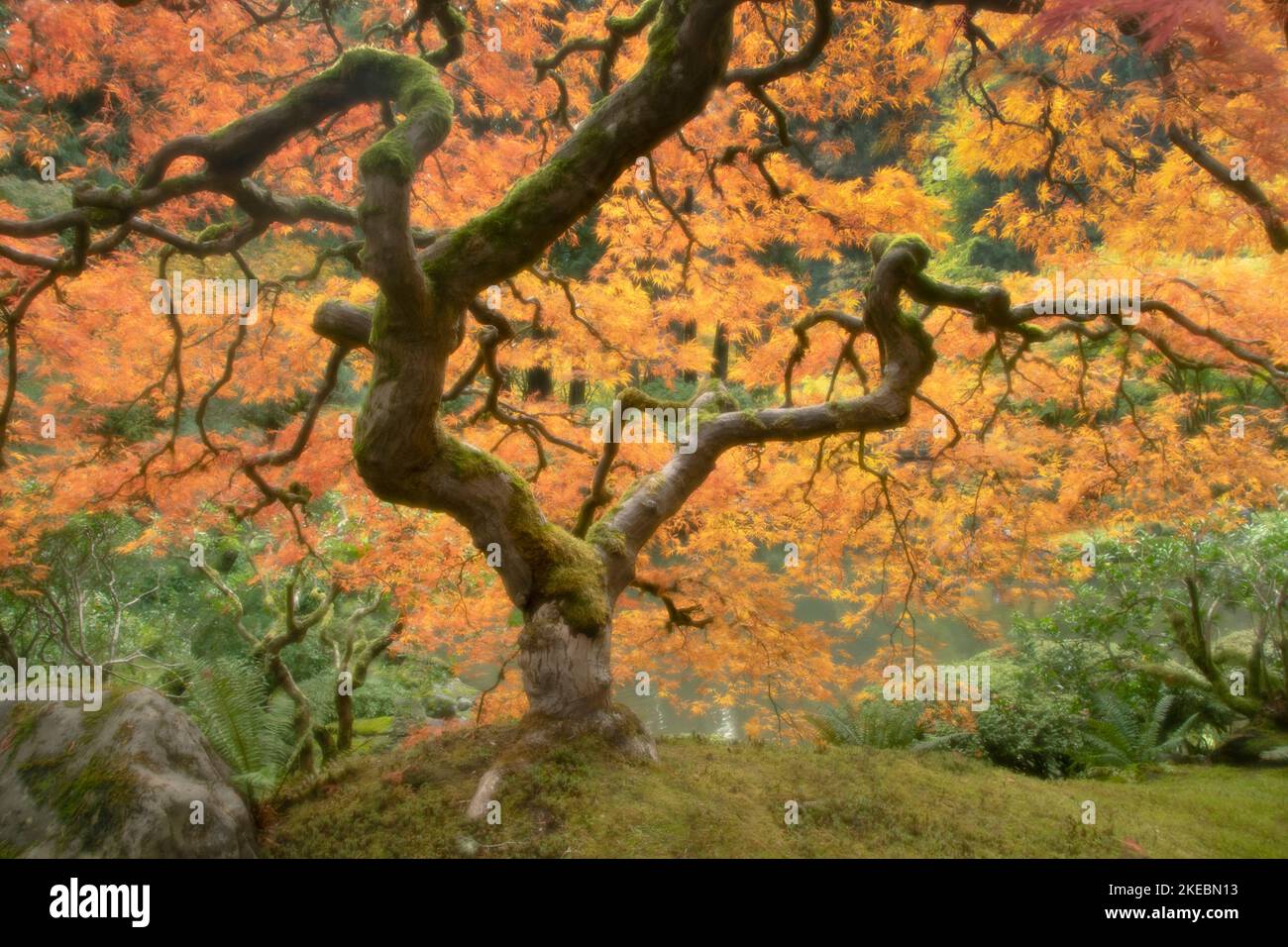 Arce japonés (Acer palmatum), variedad llorona, hojas de otoño, foco suave Foto de stock