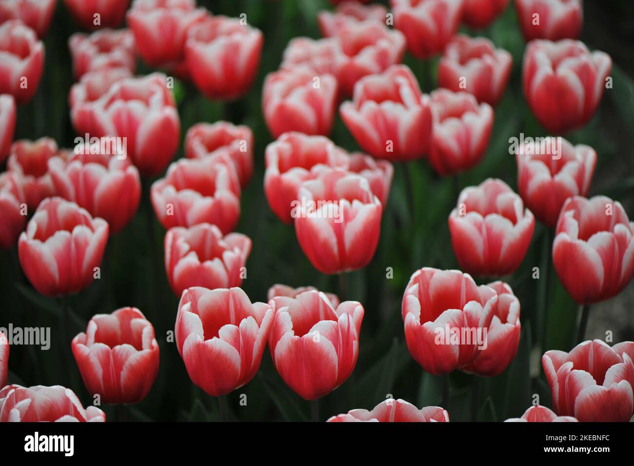Rojo con bordes blancos Triumph tulipanes (Tulipa) florecen atemporalmente en un jardín en marzo Foto de stock
