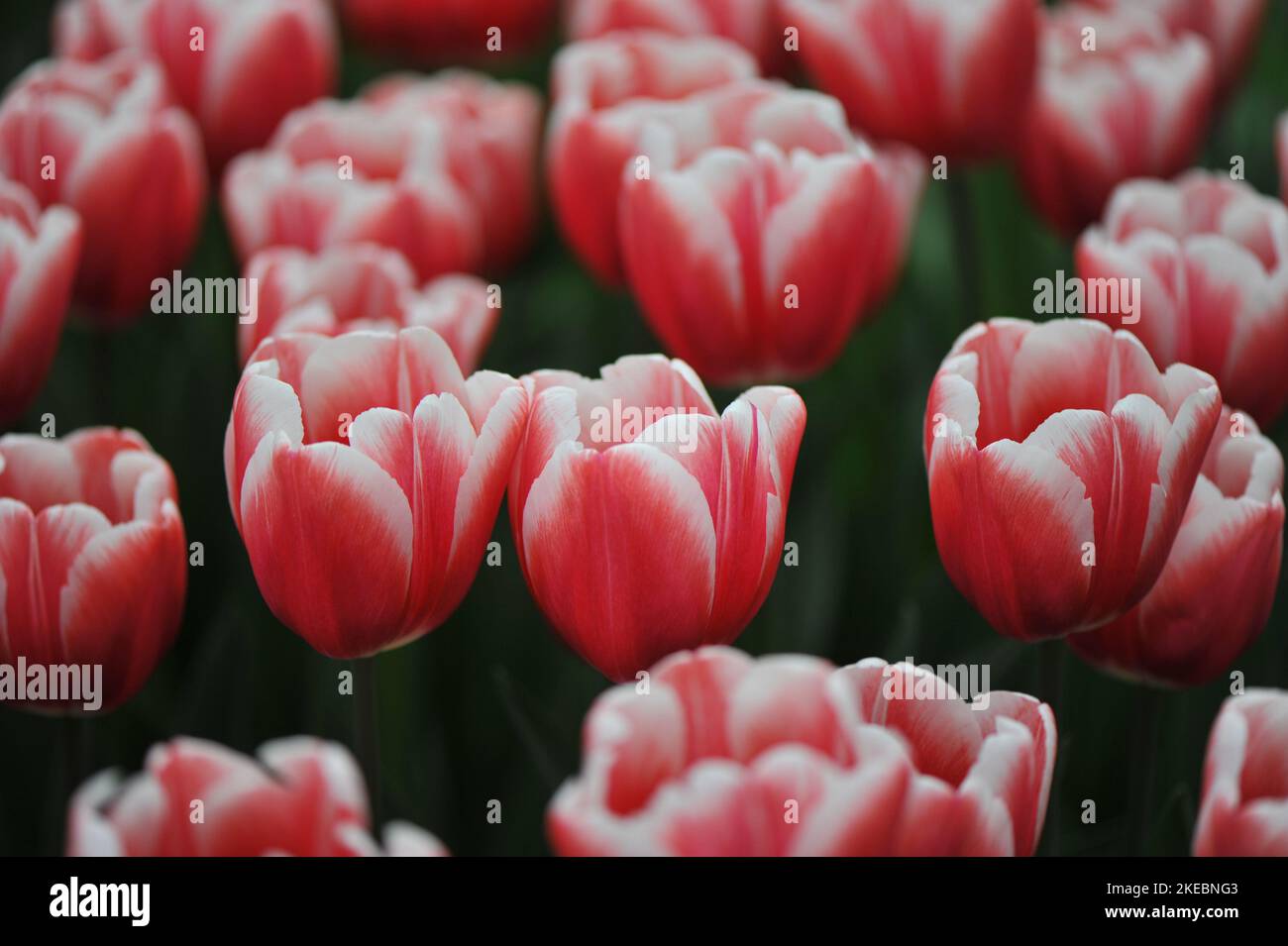Rojo con bordes blancos Triumph tulipanes (Tulipa) florecen atemporalmente en un jardín en marzo Foto de stock