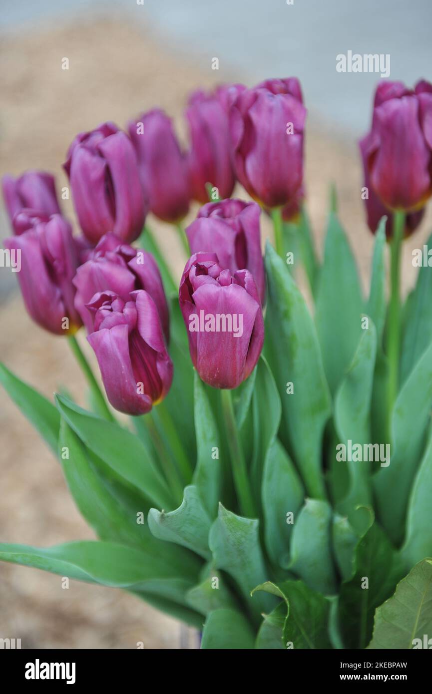 Un ramo de tulipanes morados oscuros (Tulipa) Toptalent en un jardín en abril Foto de stock