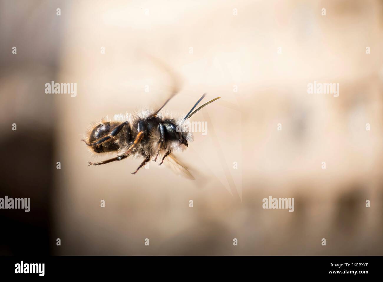 Abeja albañil con cuernos en vuelo Foto de stock