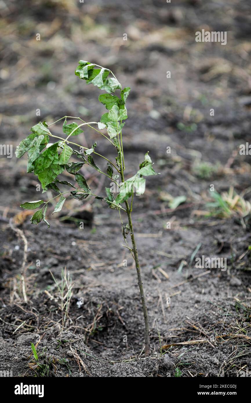 Detalles poco profundos de la profundidad de campo (enfoque selectivo) con un árbol que se arremolina durante una plantación de árboles en otoño en un día frío y lluvioso de noviembre. Foto de stock