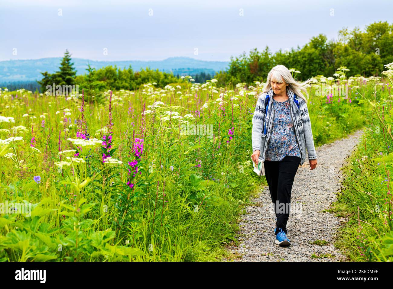 Mujer mayor que camina; Fireweed; Chamaenerion angustifolium; y vaca parsnip; Heracleum lanatum; Perejil; Apiaceae; Eveline State Recreation Park; vista Foto de stock