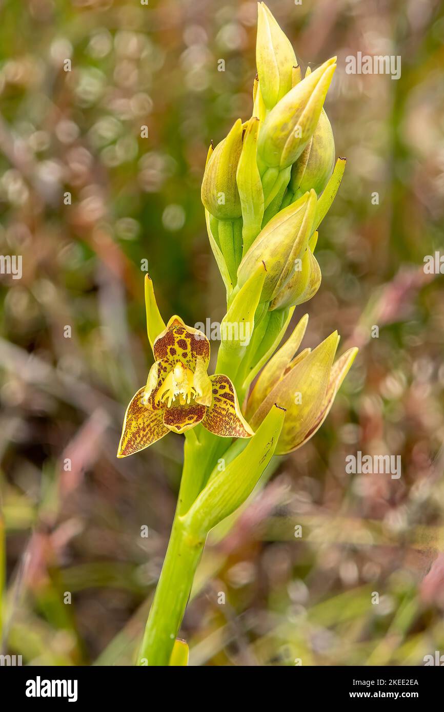 Orquídea leopardo fotografías e imágenes de alta resolución - Alamy