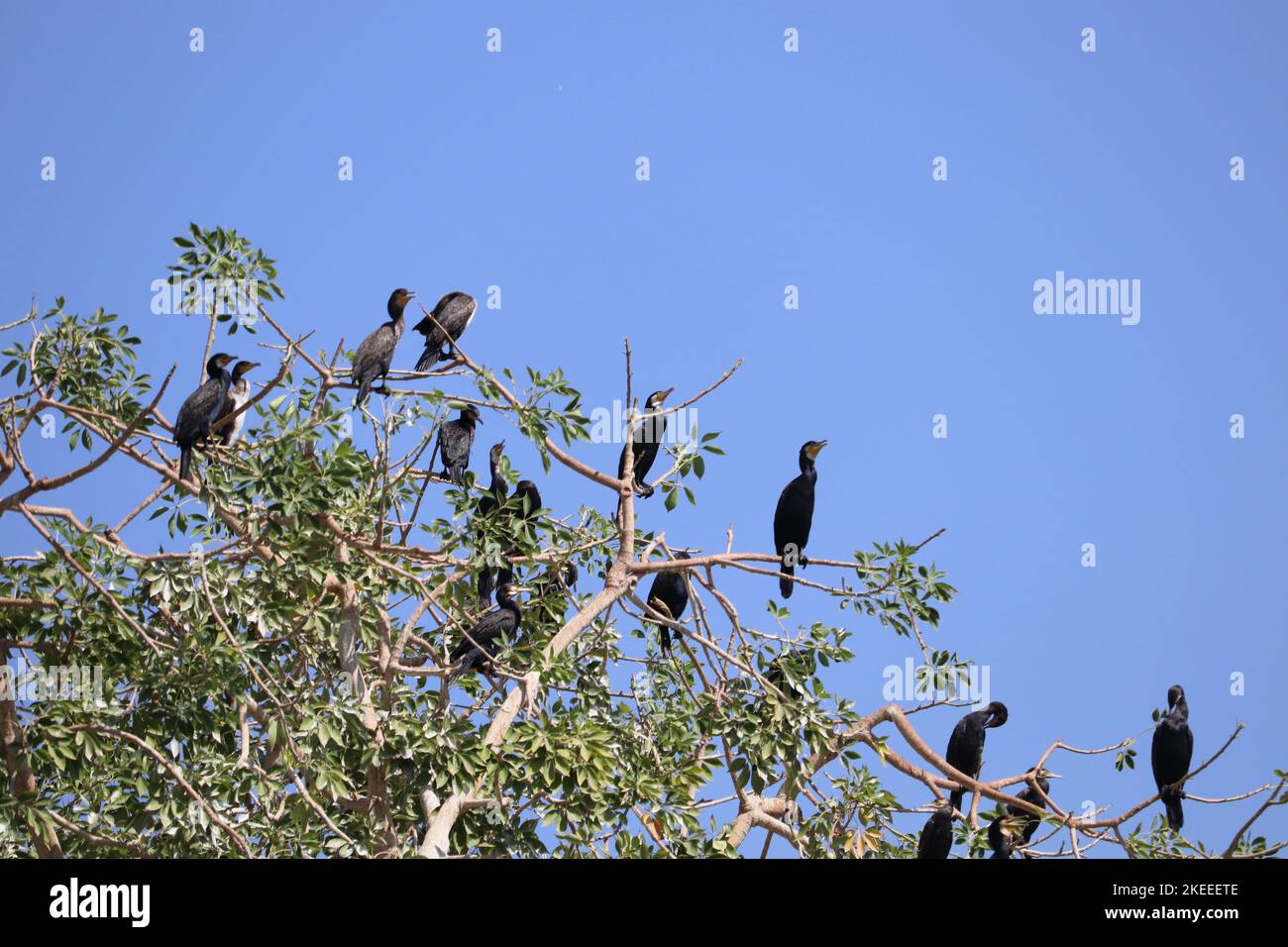 Un grupo de grandes pájaros cormoranes (Phalacrocorax carbo) cerca de Aswan Foto de stock