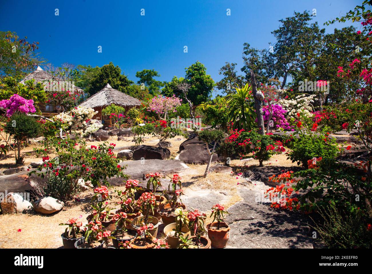 Vector de plantas tropicales fotografías e imágenes de alta resolución
