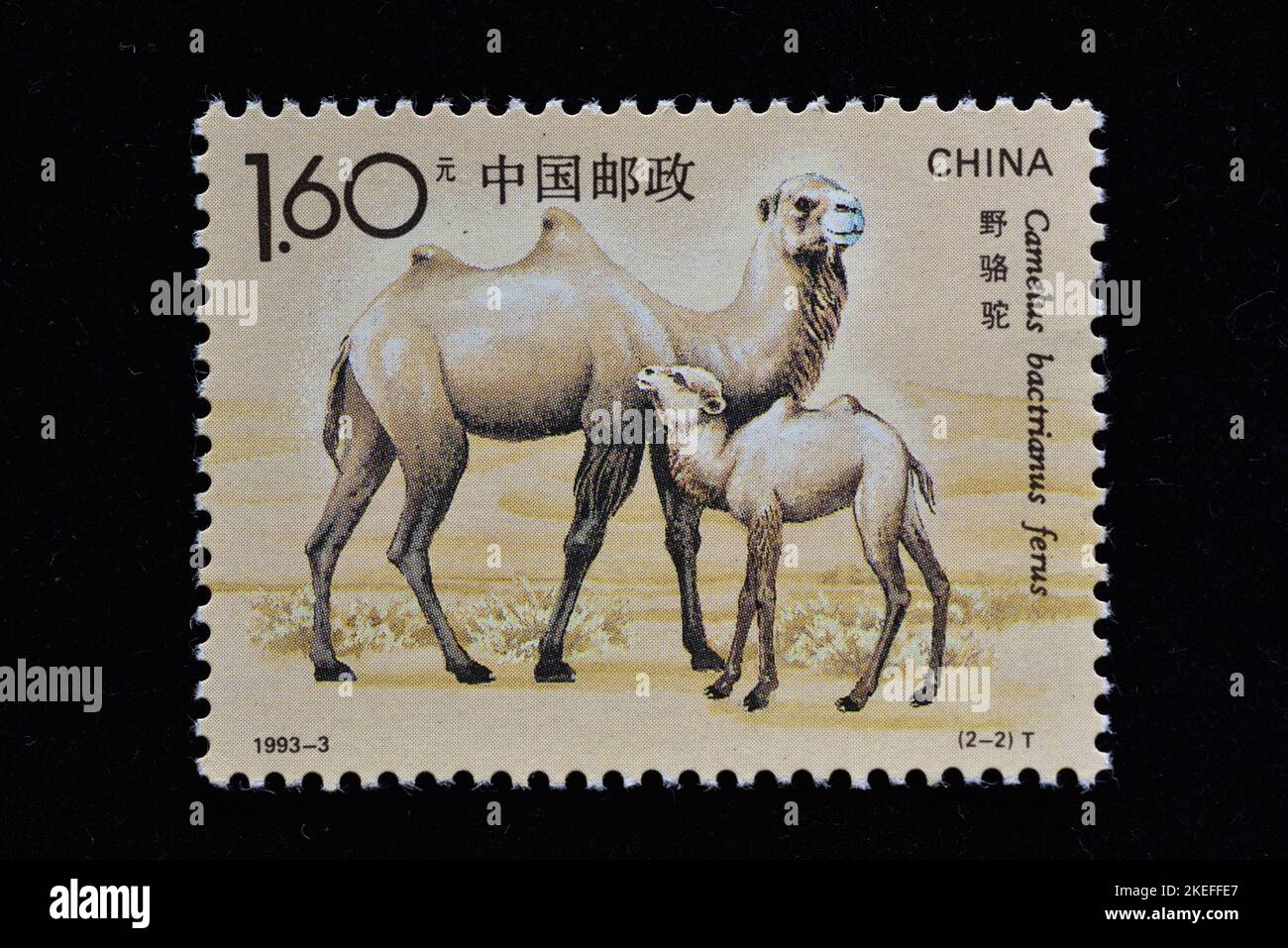 CHINA - CIRCA 1993: Un sello impreso en China muestra 1993-3 Camel Camelus bactrianus Ferus Wild , circa 1993 Foto de stock