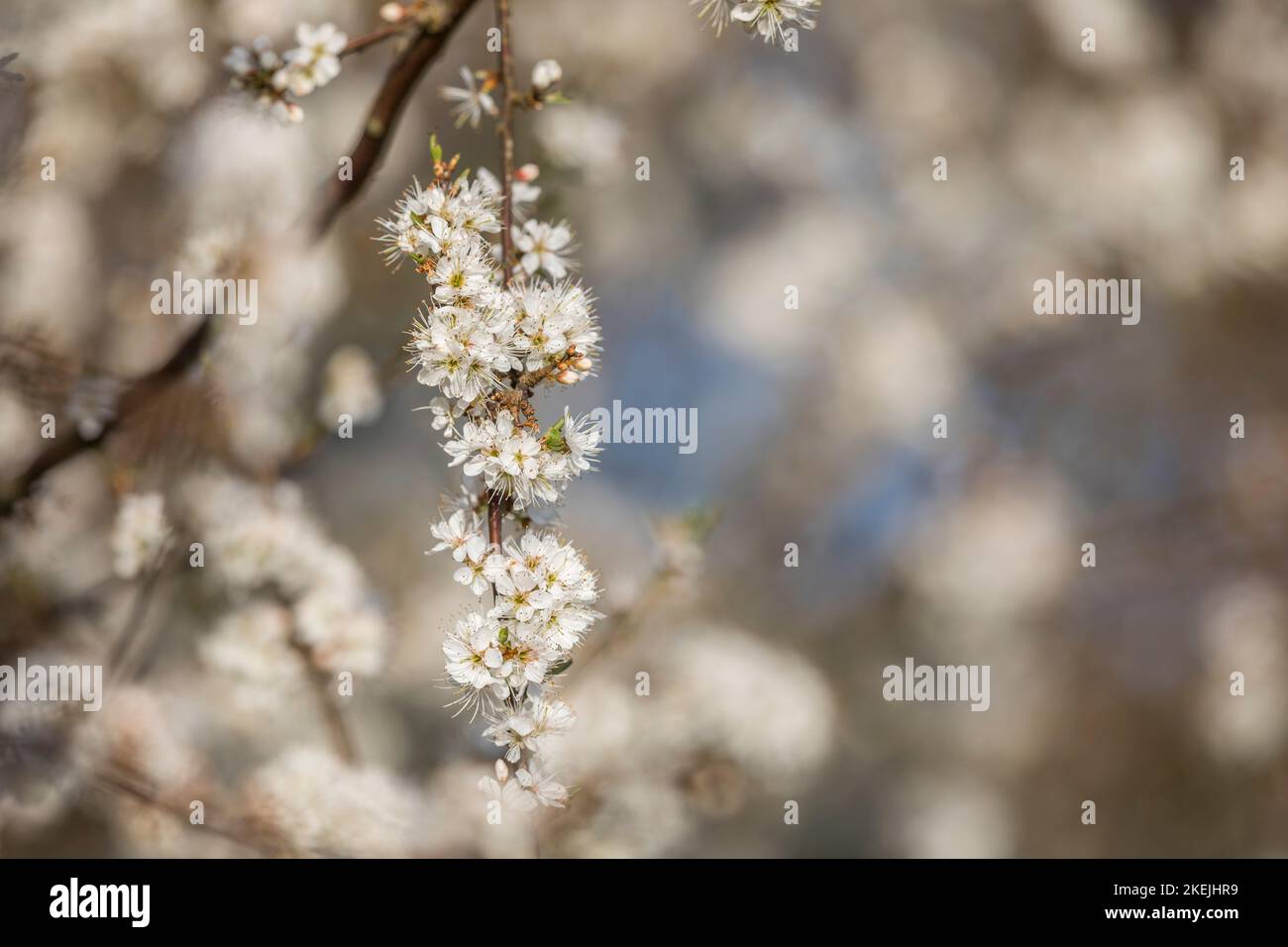 Flor de endrino, Prunus spinosa; primavera; UK Foto de stock