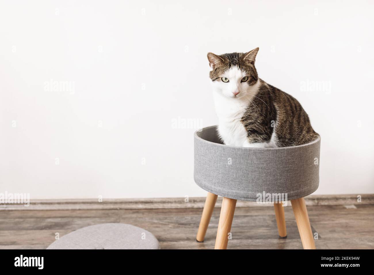 Gato doméstico y taburete con almacenaje gris puf redondo de lino gris