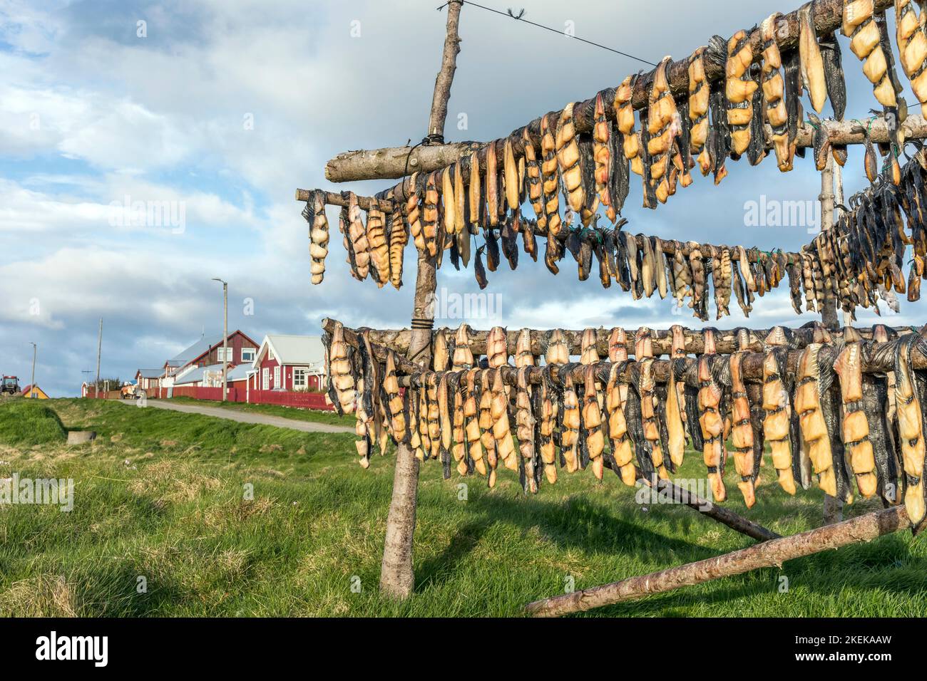 Secado de peces; Flatey; Islandia Foto de stock