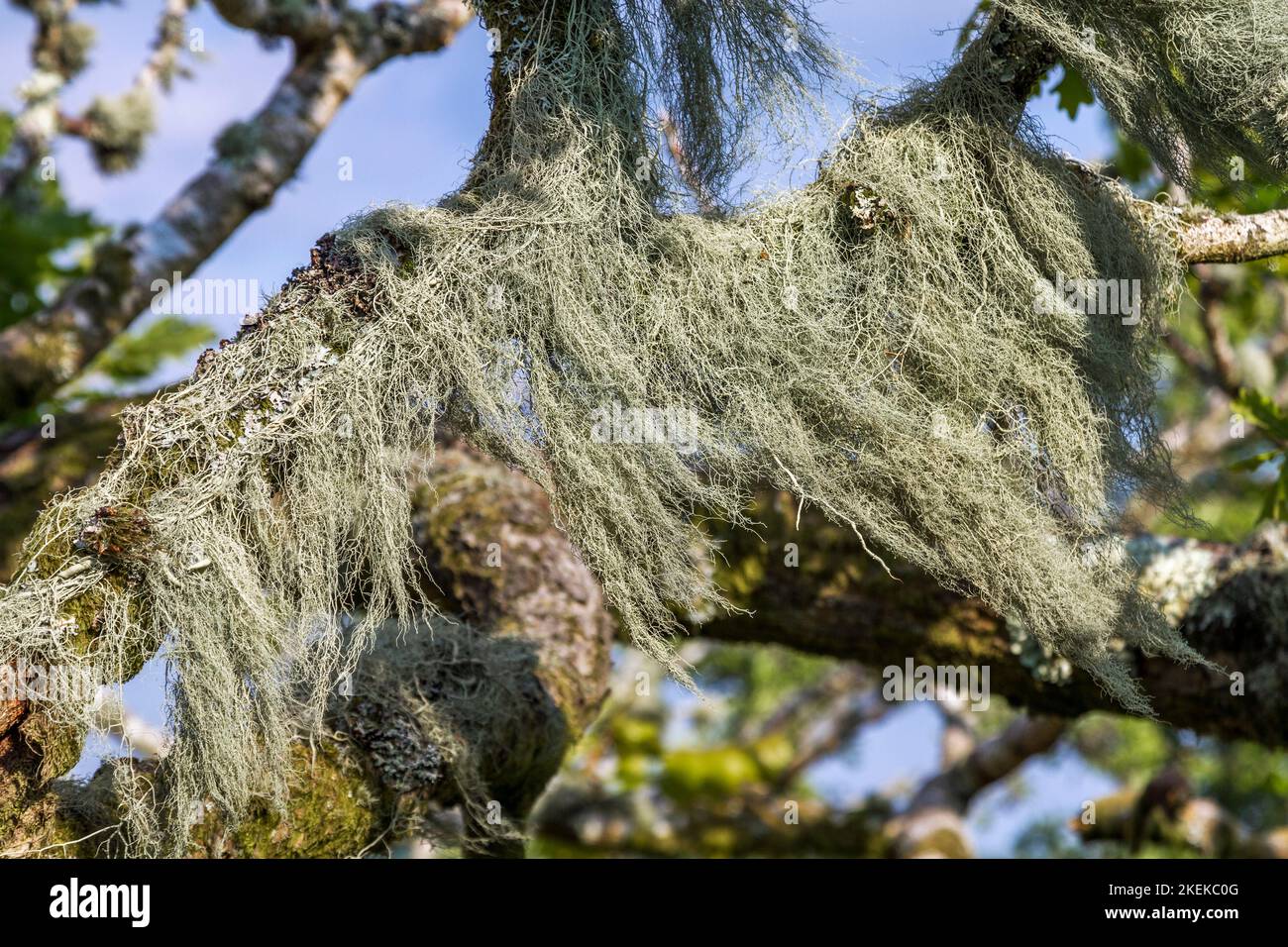 Liquen; Usnea; colgando de un árbol; Bodmin Moor, Cornwall Foto de stock