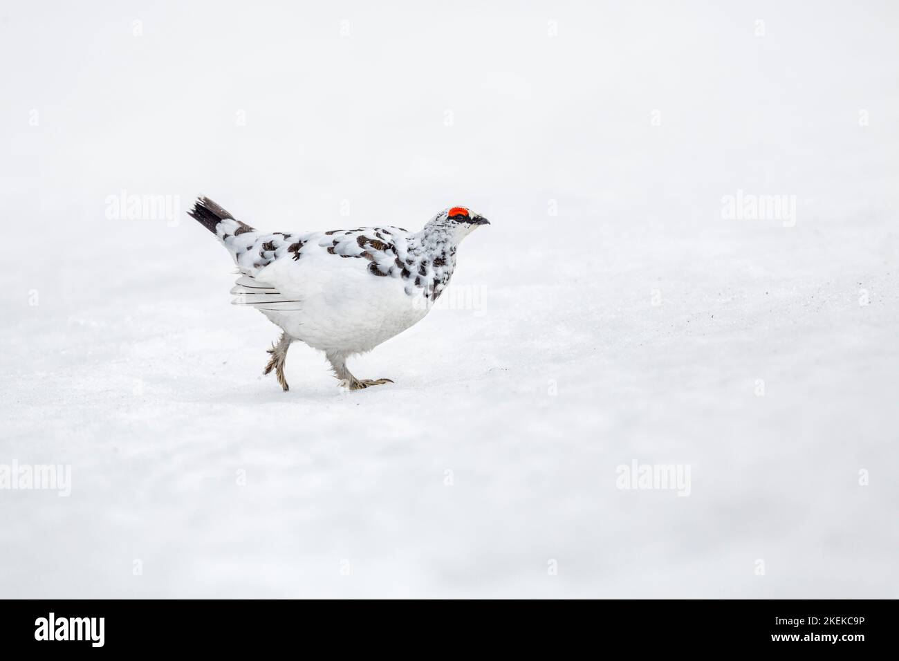 Ptarmigan; Lagopus muta; Male; In Snow; Reino Unido Foto de stock