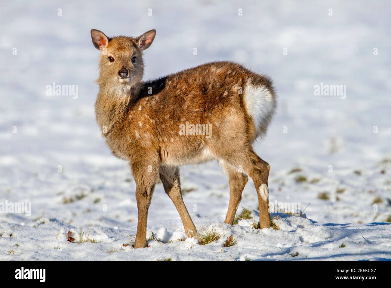 Sika ciervos; Cervus nippon; en la nieve Foto de stock