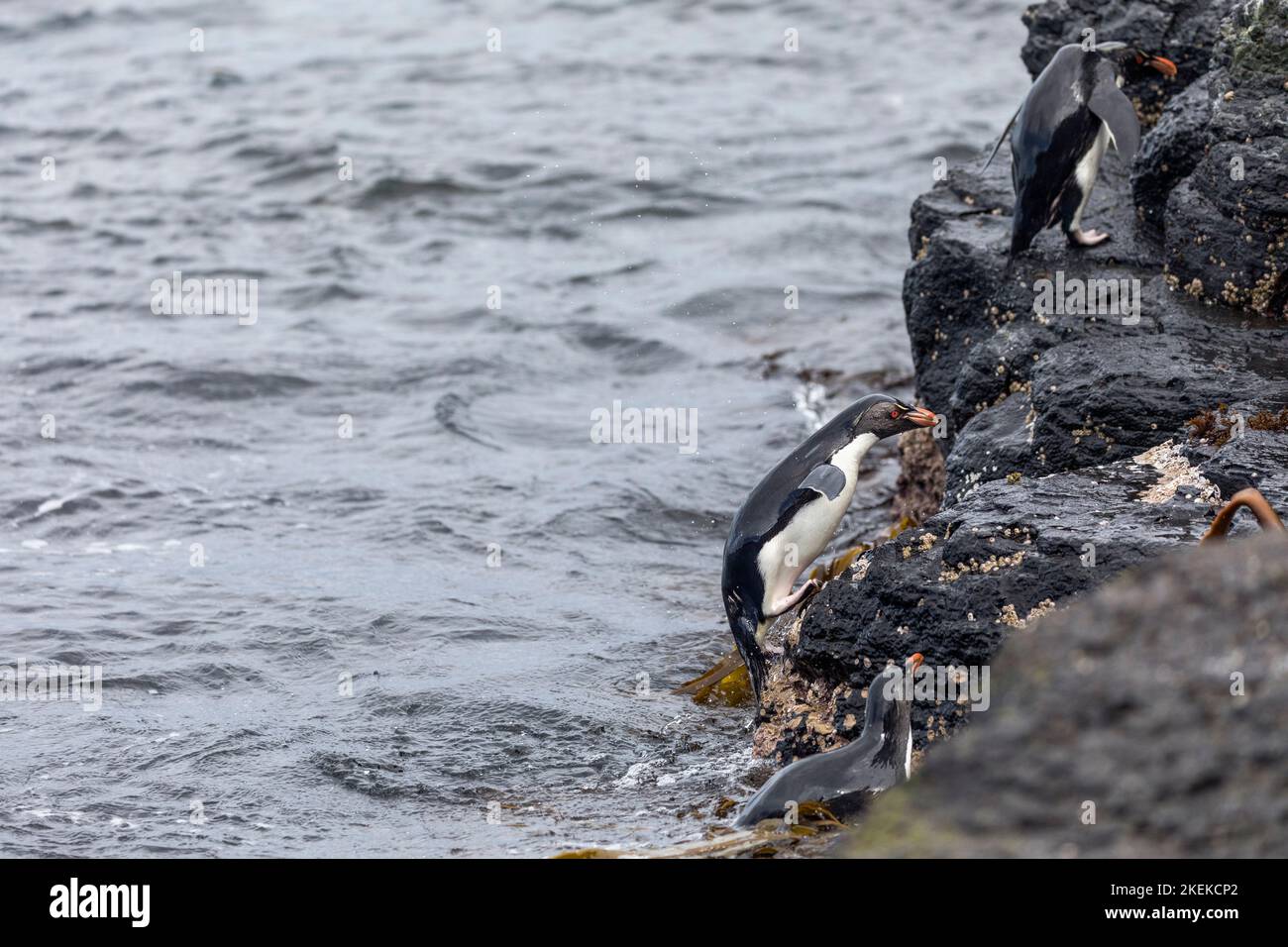 Pingüino del sur de Rockhopper; Eudyptes chrysocome; regresando del mar; Malvinas Foto de stock