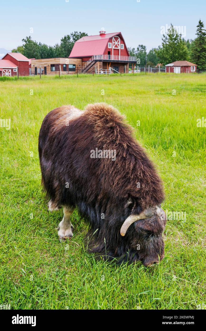 Bueyes almizcleros en pasturas; The Musk Ox Farm; Palmer; Alaska; USA Foto de stock