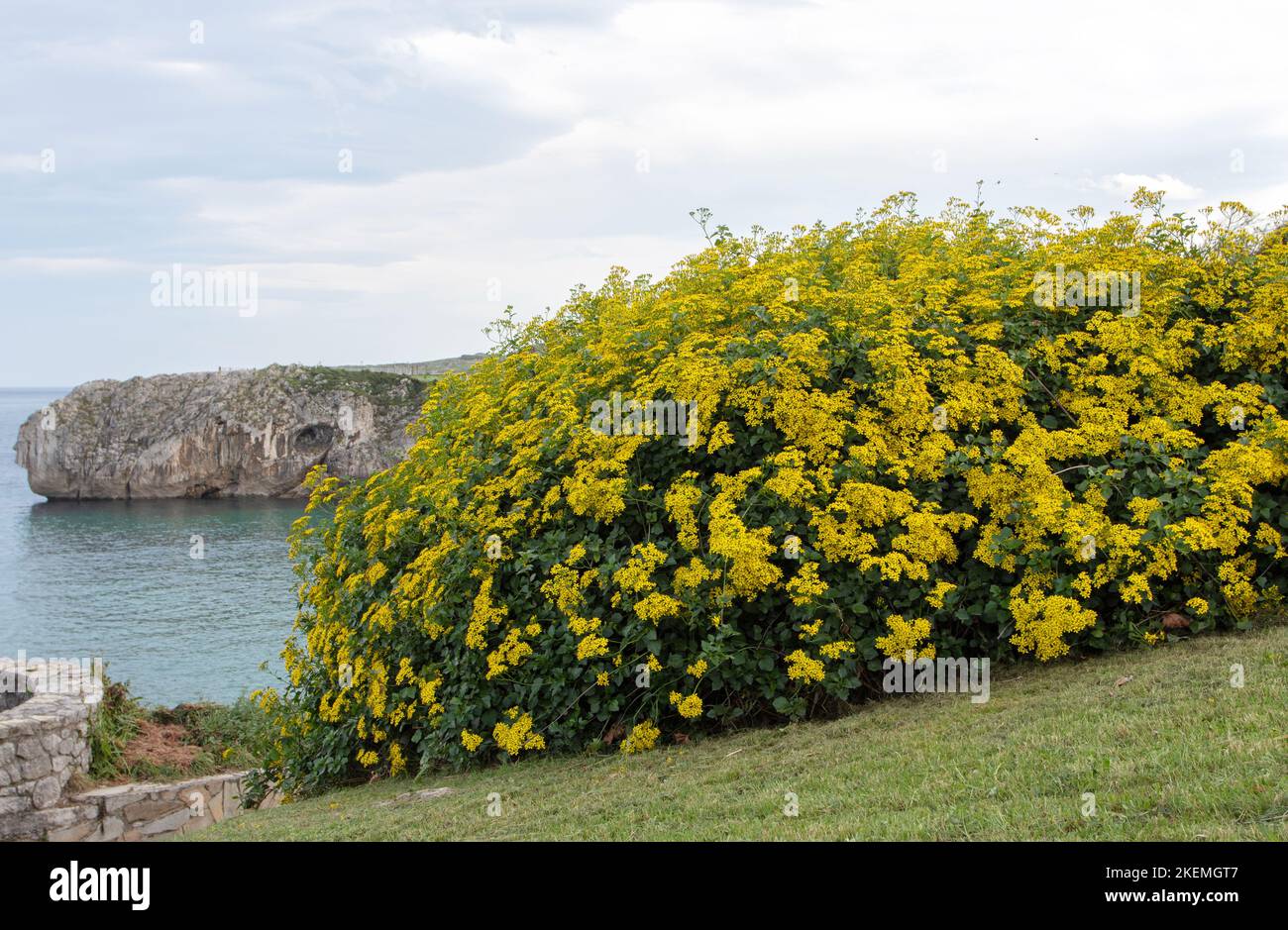 Senecio angulatus o planta floreciente suculenta de la familia Asteraceae con abundantes flores amarillas Foto de stock