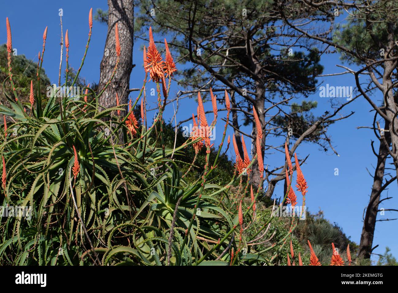 Aloe arborescens, el krantz aloe o candelabro aloe con flores de color rojo-naranja. Foto de stock