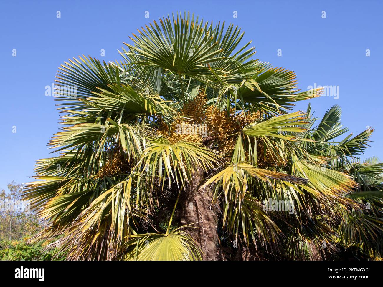 Trachycarpus fortunei, la palma del molino de viento chino, la palma del molino de viento o la planta de la palma de Chusan con frutas Foto de stock