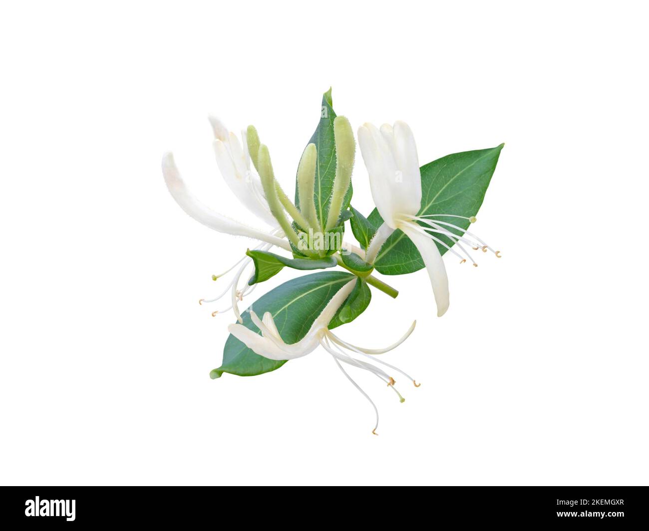 Madreselva o rama de floración Lonicera aislada sobre blanco. Flores Lonicera blancas y fragantes. Foto de stock