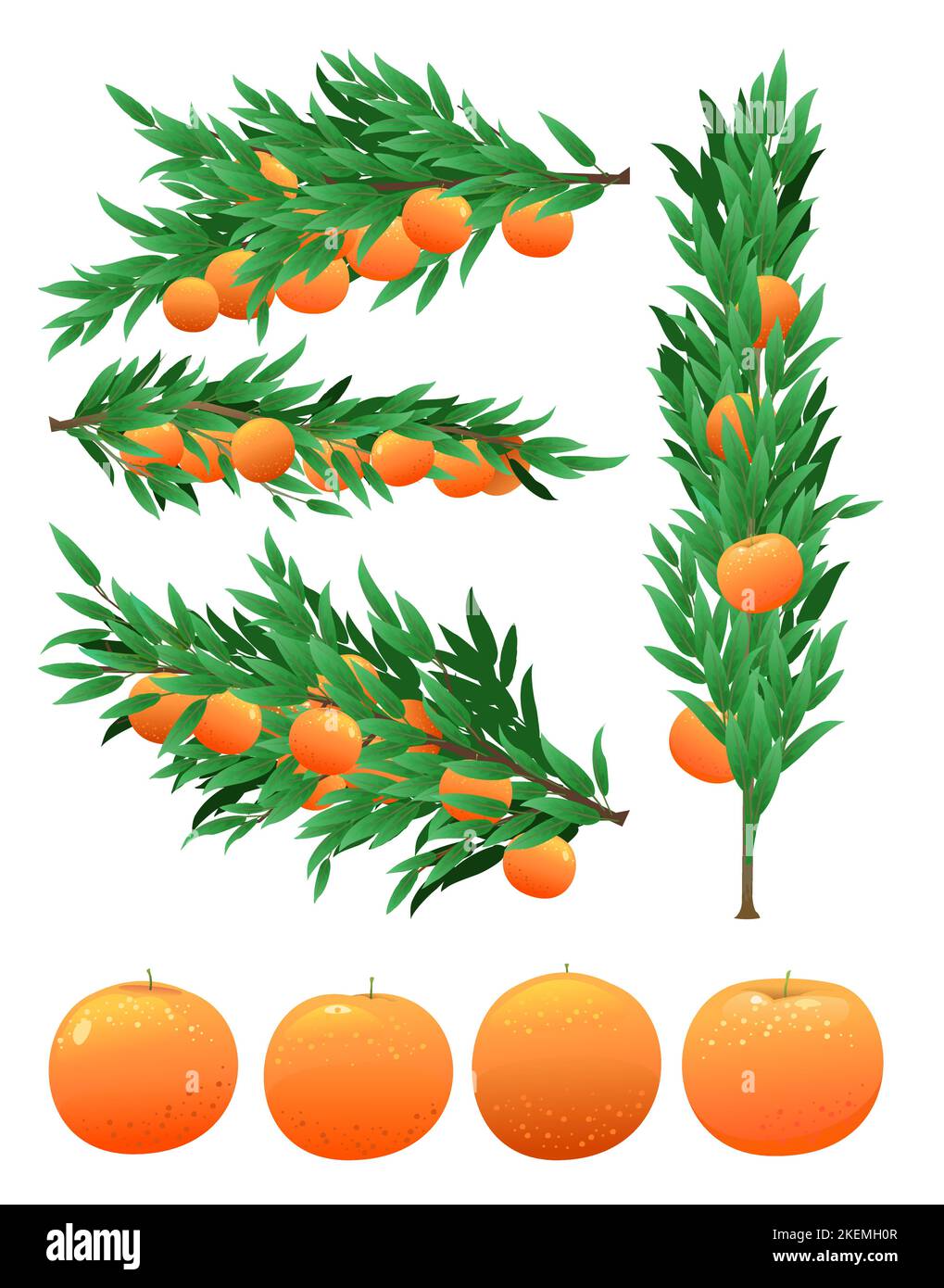 Conjunto de ramas de naranjos con frutos maduros Planta de jardín con cosecha comestible