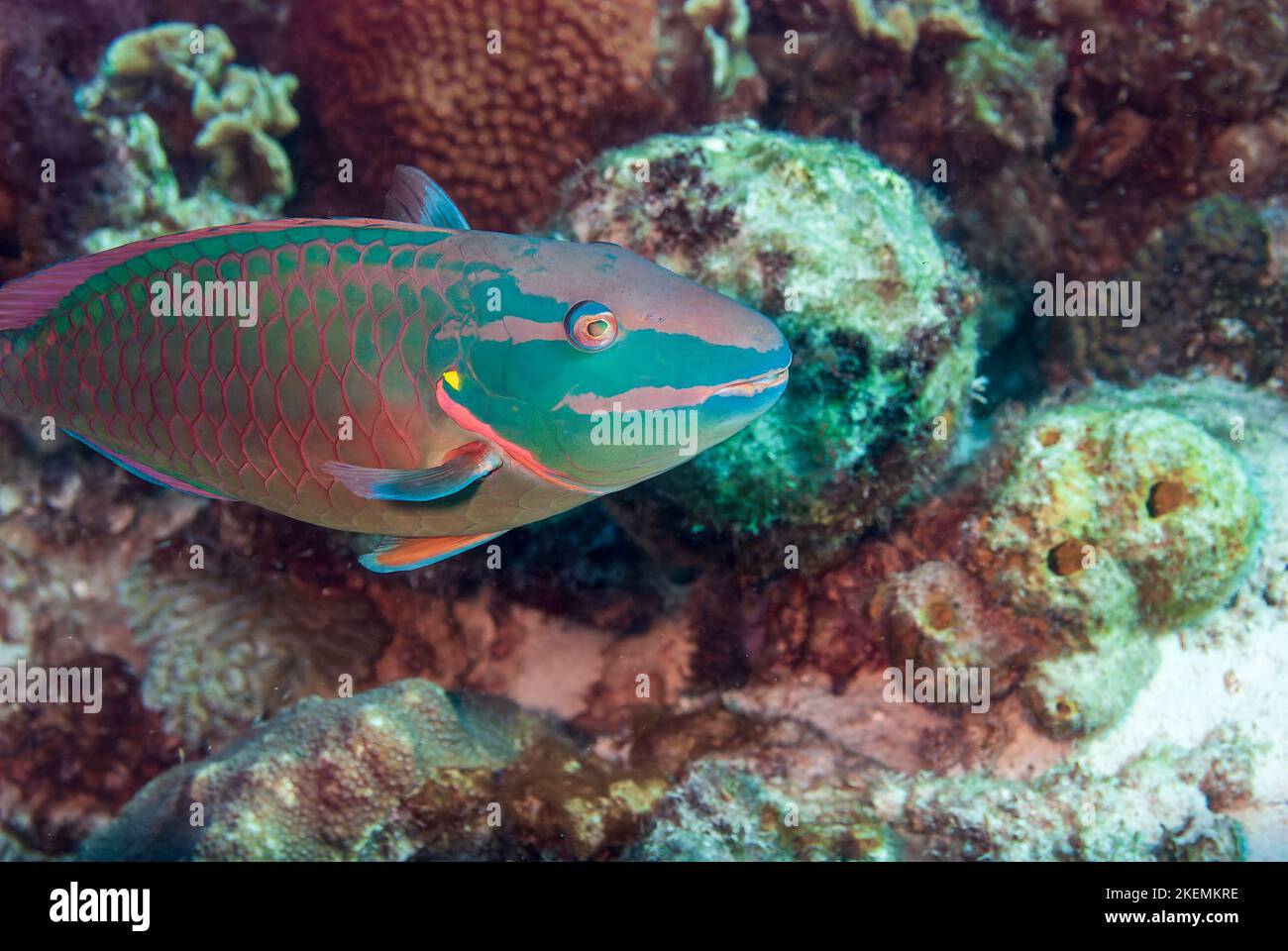 Semáforo Parrotfish Sparisoma Viride Bonaire, Islas Leeward Foto de stock