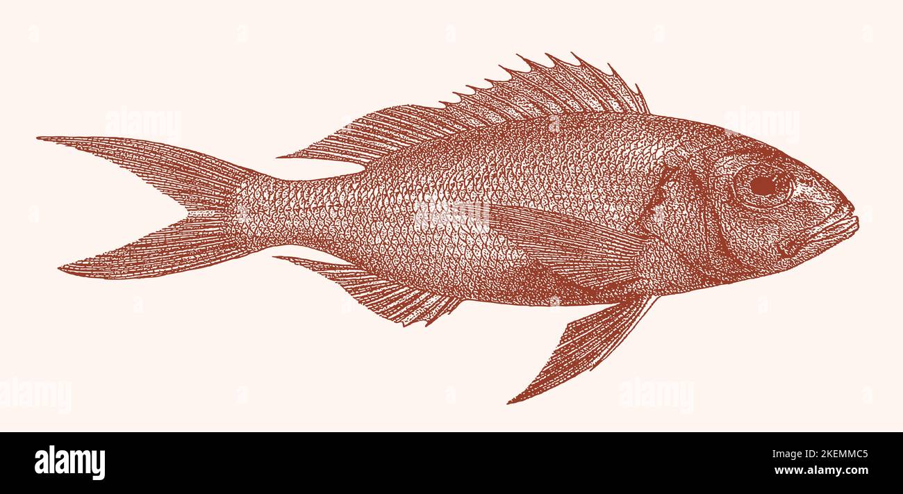 Pristipomoides multidens, peces marinos tropicales en vista lateral Ilustración del Vector
