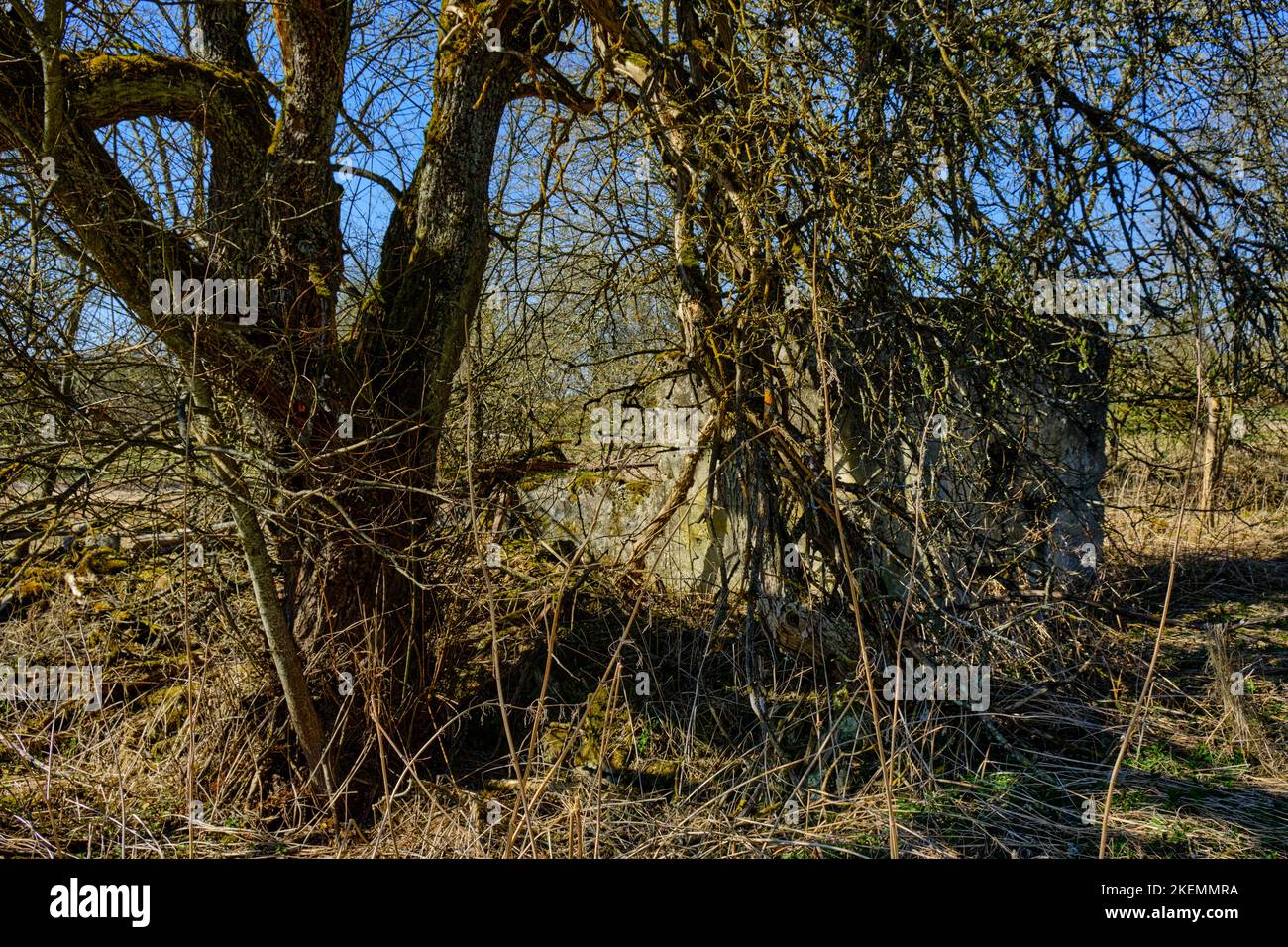 Wuchernde silvestre vegetation und verfallene Gebäudestrukturen, Wüstung Dorf Gruorn, ehemaliger Truppenübungsplatz Gutsbezirk Münsingen, Biosphärenreserva Foto de stock