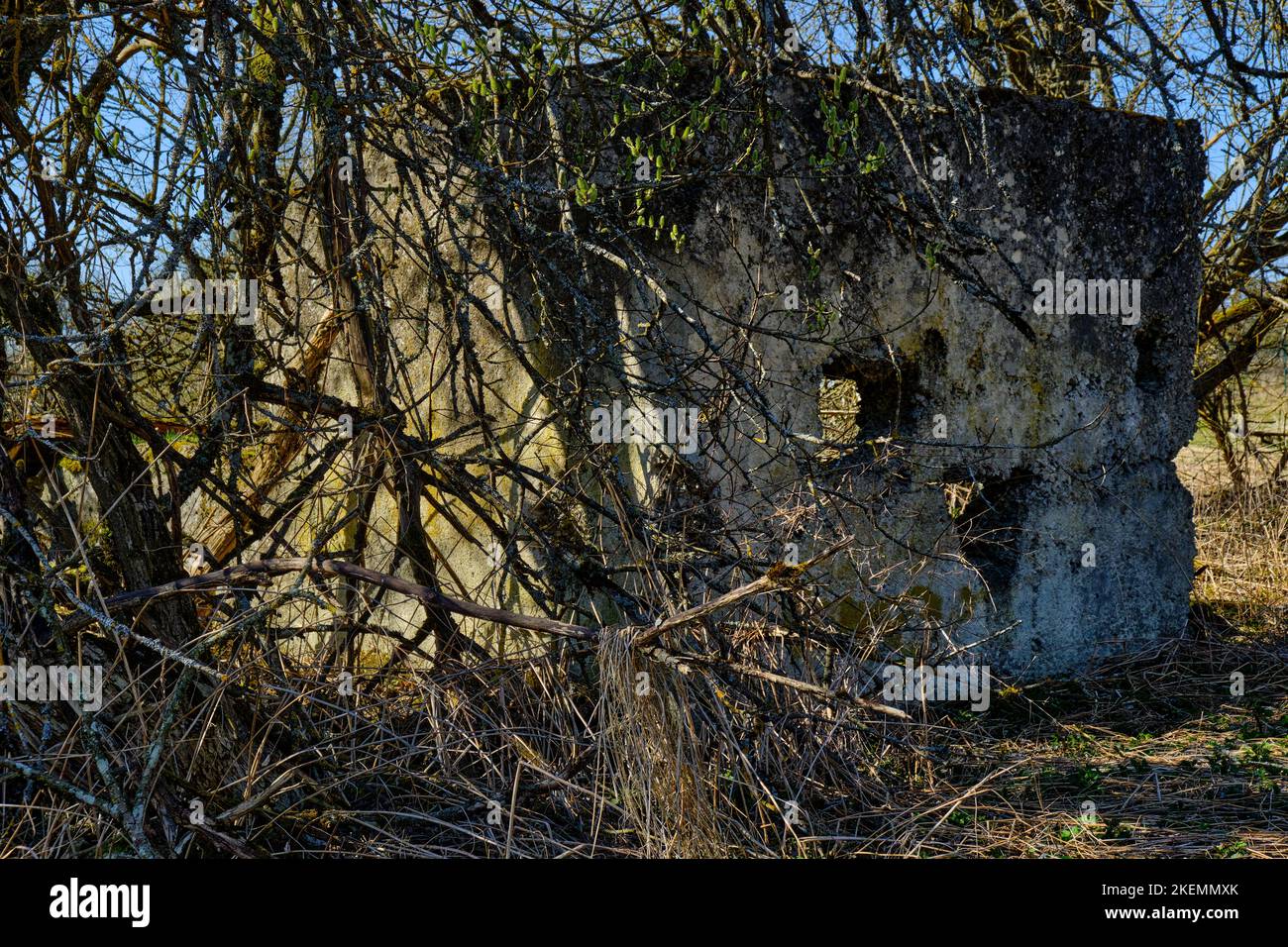 Wuchernde silvestre vegetation und verfallene Gebäudestrukturen, Wüstung Dorf Gruorn, ehemaliger Truppenübungsplatz Gutsbezirk Münsingen, Biosphärenreserva Foto de stock